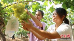 江西安福：统战赋能“采摘经济” 绘就乡村振兴新画卷